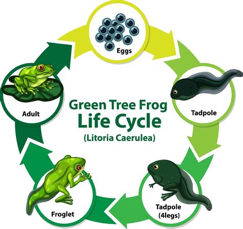 diagram showing life cycle  frog  vector art  vecteezy