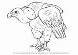 Vulture Drawing Griffon Draw Step Prey Bird Animals Drawings Drawingtutorials101 Learn Tutorials Paintingvalley sketch template