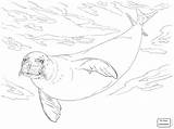 Seal Harp Coloring Drawing Pages Getdrawings Personal Use Exclusive Seals Albanysinsanity sketch template