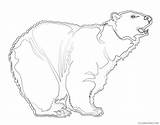 Bear Coloring Domain Use Public Coloring4free Related Posts sketch template