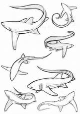 Shark Thresher Drawing Tattoo Sharks Tails Drawings Coloring These Tattoos Bull Pages Animal Sketches Dibujos Simple Idea Reference Imagixs Draw sketch template