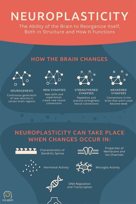 how does neuroplasticity work [infographic part 1] in 2023