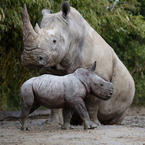 dublin zoo welcomes  baby rhino   herd newstalk