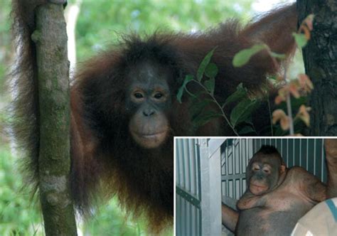 Bizzare Orangutan Used As Sex Slave In Indonesia World News – India Tv