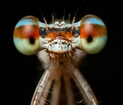 Dragonflies And Damselflies Top Guns Of The Insect