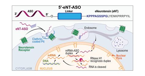 Targeted Delivery Of Antisense Oligonucleotides Using Neurotensin