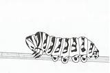 Coloring Pages Caterpillar Animalplace Printable Kids sketch template