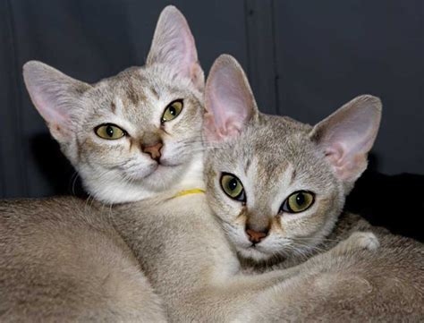 singapura cat singapura cat cat breeds purebred cats