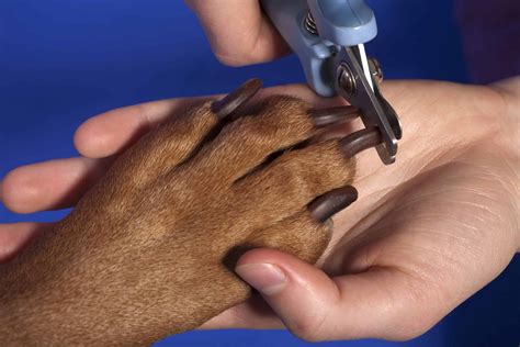 dog  puppy claws   easily maintain claws  home   simple steps rebarkable