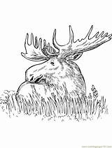 Moose Coloring Pages Grass Color Printable Sitting Print Head Drawing Kids Online Getcolorings Mammals Getdrawings sketch template