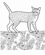 Coloring Cat Cats Egyptian Mau Pages Printable Teen Sheets Google Adults Teens Books Adult Visit Colorare Da Print Categories Pt sketch template