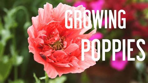 grow poppies  seeds   garden