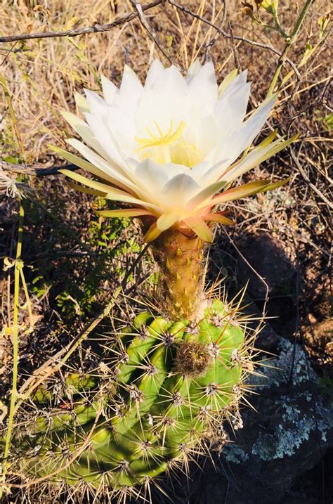 this huge flower in my mom s garden cactus