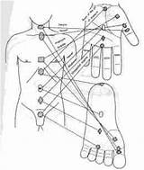 Points Jok Su Sujok Body Front Charts Important Reflexology Organs Acupressure Treatment Middle Acupuncture sketch template