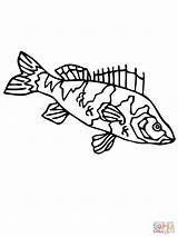 Barsch Fish Ausmalbild Perch Walleye Pike Perches Flussbarsch Ausdrucken Supercoloring sketch template