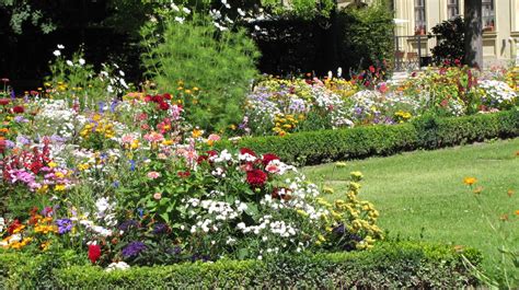 images lawn meadow flower backyard botany flora wildflower