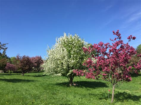 springtime   minnesota landscape arboretum classy hipster
