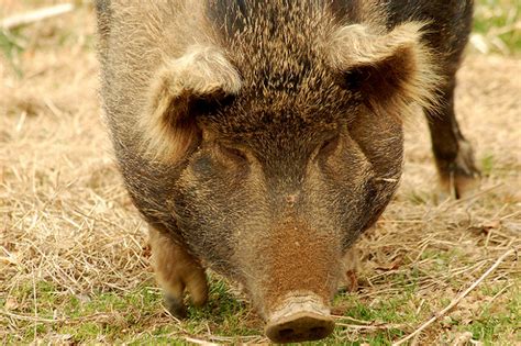 michigan orders slaughter   heritage breed pigs food renegade