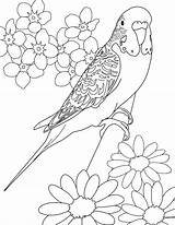 Budgie Coloring Colouring Parakeet Pages Printable Color Kids Bird Parakeets Budgerigars Drawings Print Adults Cartoon Budgerigar Birds Cooperscorner Info Sheets sketch template