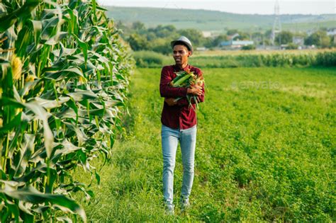 young  modern farmer   rural area gathers corn cobs stock