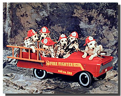 dalmatian puppies  fire truck poster animal posters