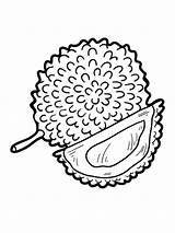 Durian Coloring Pages Kids Color Fruits Recommended sketch template