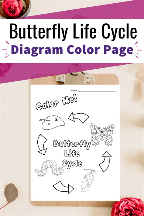 coloring pages butterfly life cycle