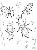 Coloring Termitas Colorear Termite Termites Colorare Cupins Termiti Disegni Ausmalbild Kolorowanka Coloringbay Insects Holz Kaefer Kategorii Categorías sketch template