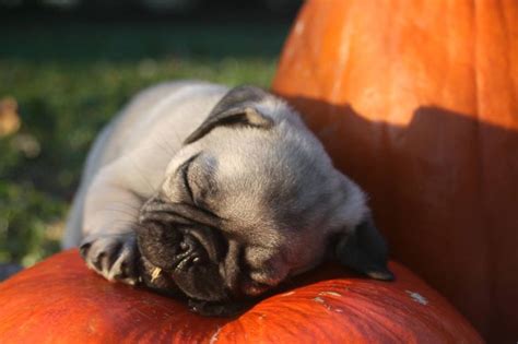 pumpkin pug pugs pinterest
