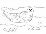 Seal Robben Supercoloring Malvorlagen sketch template