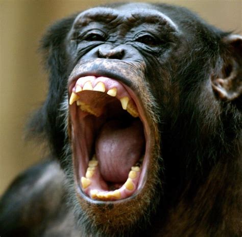 familienstreit schimpansen toeten ihre nachbarn fuer ein stueck land welt