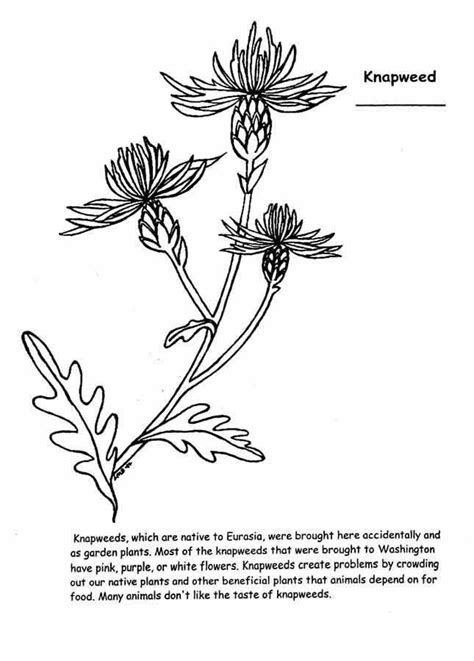 celebrating wildflowers coloring page diy crafts  kids easy