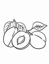 Plum Fruits Frutas Colorir sketch template
