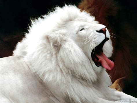 singa putih raja hutan  langka gosip gambar