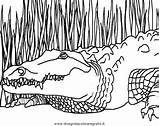 Coccodrilli Coccodrillo Krokodile Malvorlage Tiere Kategorien Disegnidacoloraregratis sketch template