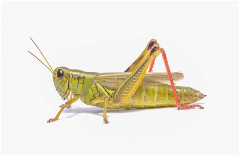 grasshopper history   interesting facts