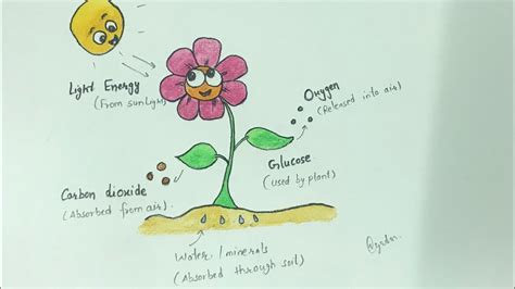 plants    food photosynthesis process drawing