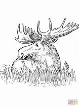 Moose Coloring Pages Grass Printable Sitting Color Outline Print Head Baby Drawing Kids Getcolorings Sketch Getdrawings Template sketch template