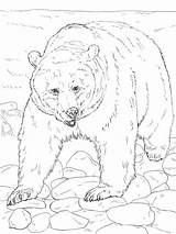 Grizzly Bear Coloring Bears Pages sketch template
