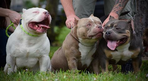 extreme pocket american bully puppies  sale