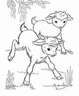 Coloring Baby Pages Printable Farm Kids Goats Animal Goat Choose Board Animals sketch template