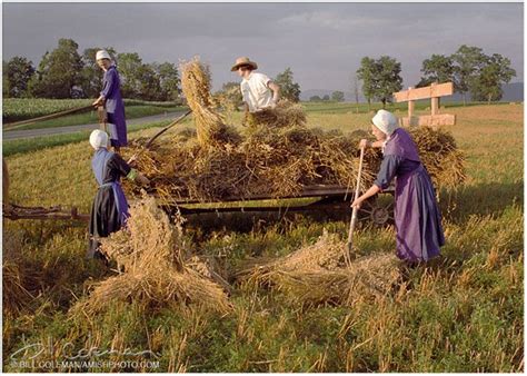 Amish Women Working Along Side Amish Men In The Fields~ Sarah S Country