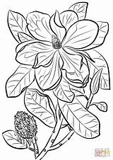 Magnolias sketch template