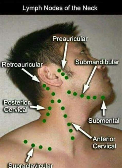 lymph nodes   neck medical knowledge medical education