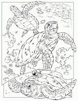 Coloring Pages Turtle Sea Adults Realistic sketch template