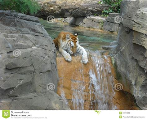 tiger on waterfall stock image image of tiger light 34815399