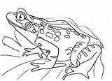 Frog Dart Poison Everfreecoloring sketch template