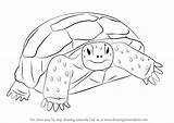 Tortoise Drawing Gopher Draw Step Turtle Drawings Turtles Tutorials Animal Learn Tortoises Drawingtutorials101 Paintingvalley Choose Board Coloring Animals Clipart Quilt sketch template