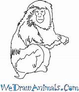 Macaque Japanese Coloring Draw 350px 46kb Drawings Tutorial Print sketch template