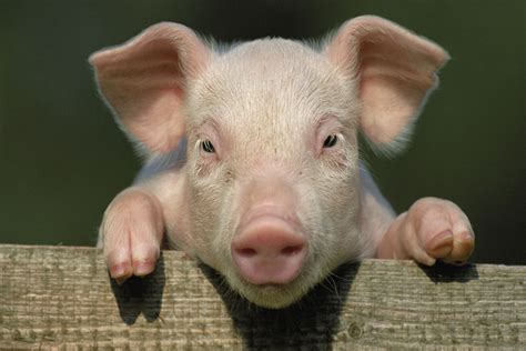 rueyada domuz tasladigini goermek ne anlama gelir guencel oku